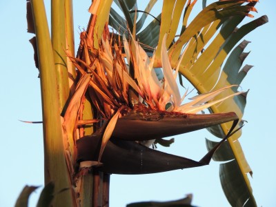 Rätsel.JPG (981.49 KiB) 2220 mal betrachtet Baum-Strelitzie (Strelitzia nicolai)