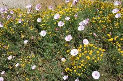 Santolina rosmarinifolia mit Ackerwinde