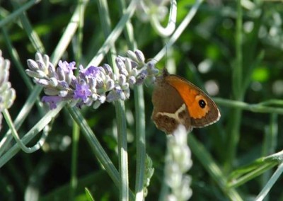 Großes Ochsenauge Edelschmetterling.JPG