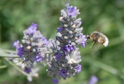 Woll - Beine nach vorneDSC_0542.JPG