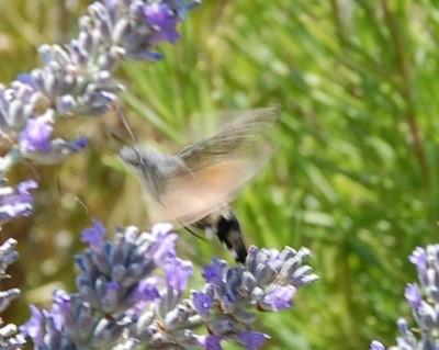A Taube im Flug DSC_1533.JPG (60.57 KiB) 2606 mal betrachtet Blitzschnell bewegt er seine Flügel