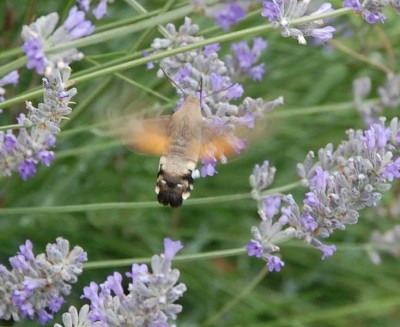 Taube DSC_1574.JPG (71.46 KiB) 2606 mal betrachtet Auf dem Foto kann man erkennen, warum der tagaktive Nachtfalter Tauben- oder Karpfenschwanz genannt wird.