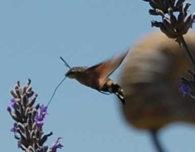 Rüssel DSC_1621.JPG