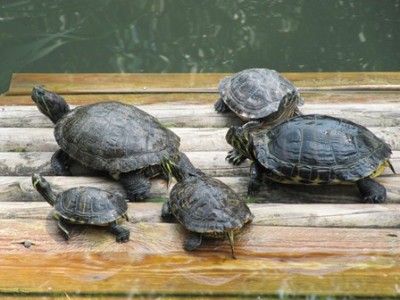Schildkröten.jpg