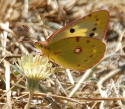 Unbekannter Schmetterling