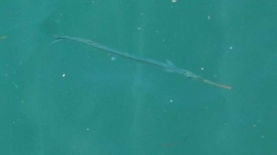 Fisch im Hafenbecken DSC_0828.JPG (36.43 KiB) 10002 mal betrachtet Von der Promenade aus beobachtet: