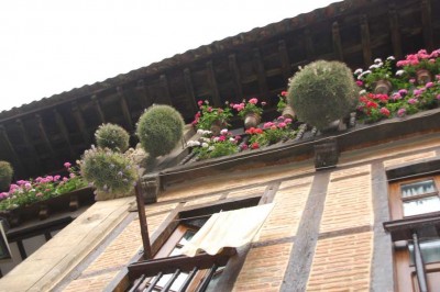 DSC_1139 claveles del aire.JPG (117.94 KiB) 8446 mal betrachtet Kugelrunde "claveles del aire" ( Tillandsia), sie gehören zu den Bromelien