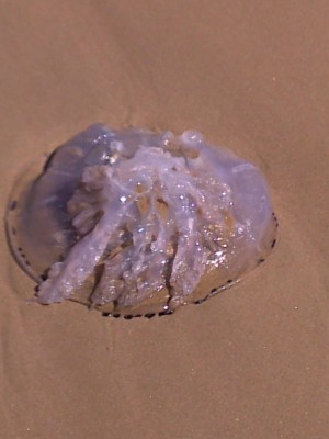 12092010550.jpg