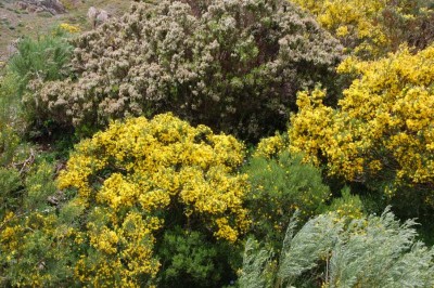 DSC_1478 dichter Bewuchs.JPG (184.37 KiB) 7228 mal betrachtet dichter Bewuchs