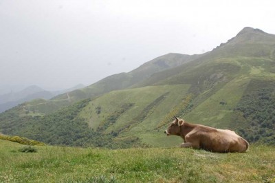 DSC_1442 Collado de Llesba wieder eine glückliche Kuh.JPG (107 KiB) 7228 mal betrachtet Collado de Llesba: Wiederkauende Ku