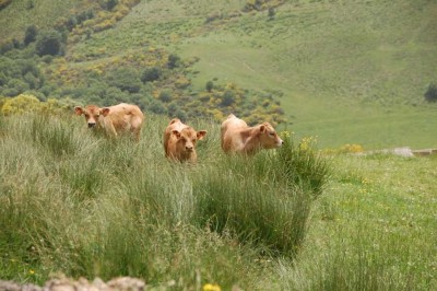 DSC_1447 und glückliche Kälbchen.JPG (132.04 KiB) 7228 mal betrachtet und glückliche Kälbchen, die uns neugierig anschauen.