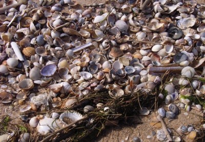 Muscheln.jpg