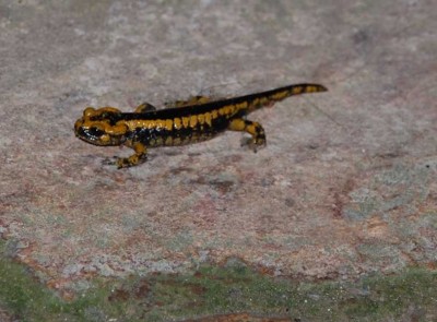 Klostereigener Feuersalamander