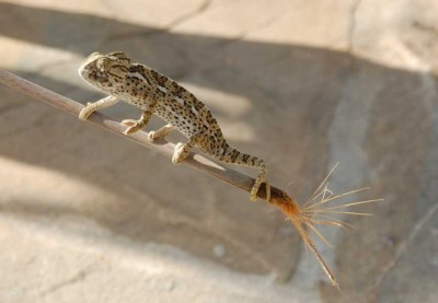 Chamäleon DSC_0882.JPG