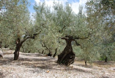 Olivenhain in der Marina Alta (Prov. Alicante)