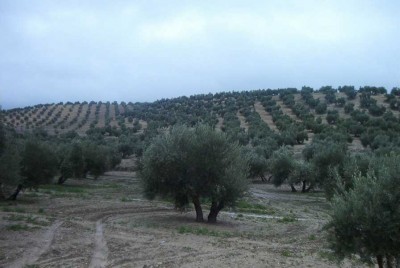 Olivenanbaugebiet in Andalusien