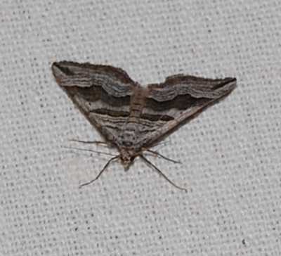 Man meint, diese Exemplare sähen gleich aus,