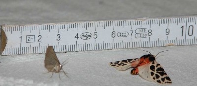 Ein Größenvergleich