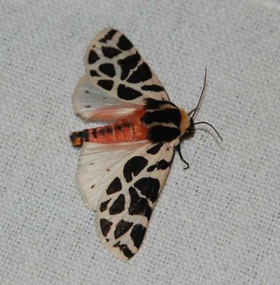 "Südlicher Bär" oder auch "Südlicher Grasbär" genannt