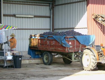 Abkippen der Trauben (Foto Citronella)