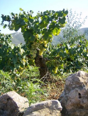 helle Trauben (Foto Citronella)