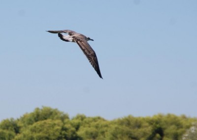 Albu im Flug DSC_0038.JPG