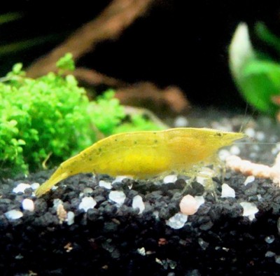 caridina cf.babaulti