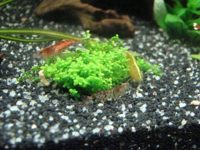 Red fire,babaulti,blaue Tigergarnele