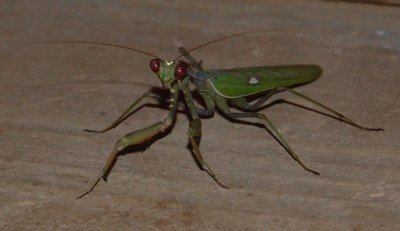 Gottesanbeterin macht große Augen