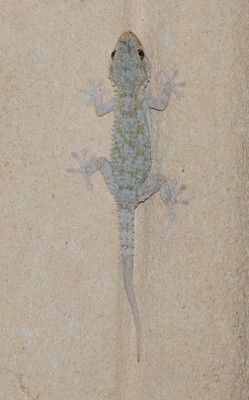 DSC_0035 A.JPG (106.59 KiB) 4213 mal betrachtet Gecko schleicht sich an