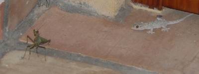 Geck und Gott DSC_0029.JPG (49.58 KiB) 4216 mal betrachtet Erster Blickkontakt