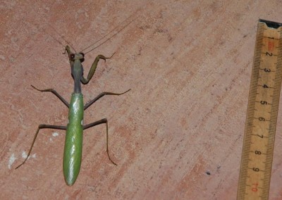 Gott ca. 8 cm ohne Fühler.JPG (109.23 KiB) 4213 mal betrachtet 8 cm lang - ohne Fühler!