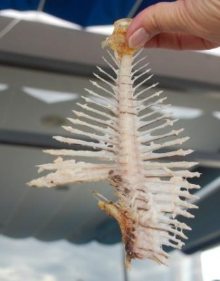 sKELETT.jpg (48.72 KiB) 2752 mal betrachtet Ayscha hat das Skelett beim letzten Forumstreffen nur auf meine Bitte hochgehalten, sonst wäre die Fischgräte natürlich auf dem Teller liegen geblieben. ;-)