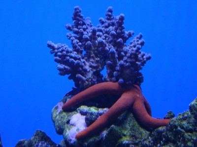 Seestern schmust mit Acropora