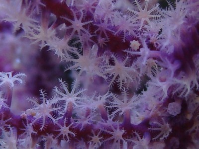 MAcro Gorgonie