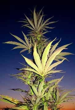 Agricultor ecolocica