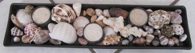 Muscheln.jpg