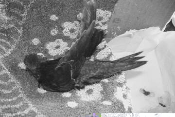 Mauersegleraufzucht 03627018.JPG