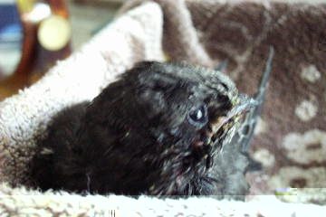 Mauersegleraufzucht 03627027.JPG