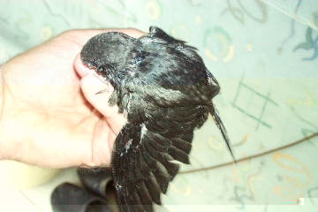 Erster Flugversuch 03627002.JPG