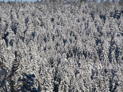 Winterwald 2.jpg