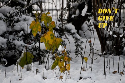 Dont give Up.jpg (163.91 KiB) 2492 mal betrachtet Warum auch ??