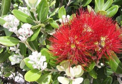 Blüte rot.jpg