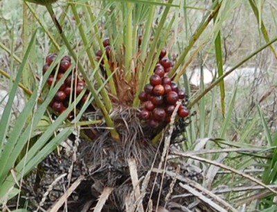 Palmfrucht