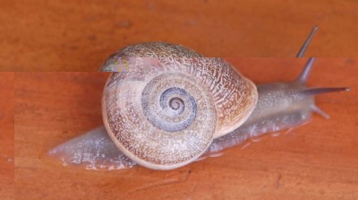 Weinbergschnecke?