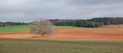 Mancha DSC_0397.JPG