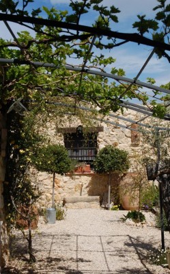 frischgrünes Weinlaub an der Pergola