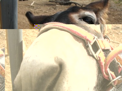 Esel für Gerardo.JPG