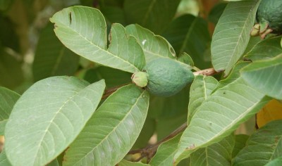 B Avocado DSC_0027.JPG (98.3 KiB) 2798 mal betrachtet Avocado