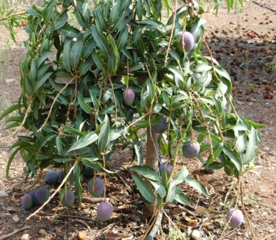 B Mangos.JPG (154.72 KiB) 2798 mal betrachtet Mangos